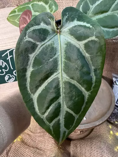 plant/A. Hellboy *Last pic is parent photo-2-thumbnail