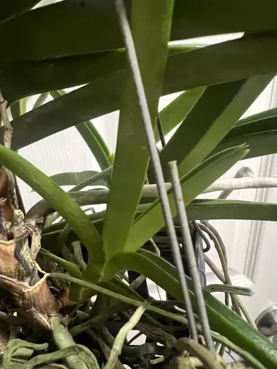 plant/vanda miniatum x sagarik gold- 7 plant specimen blooming size Vanda orchid-7-thumbnail