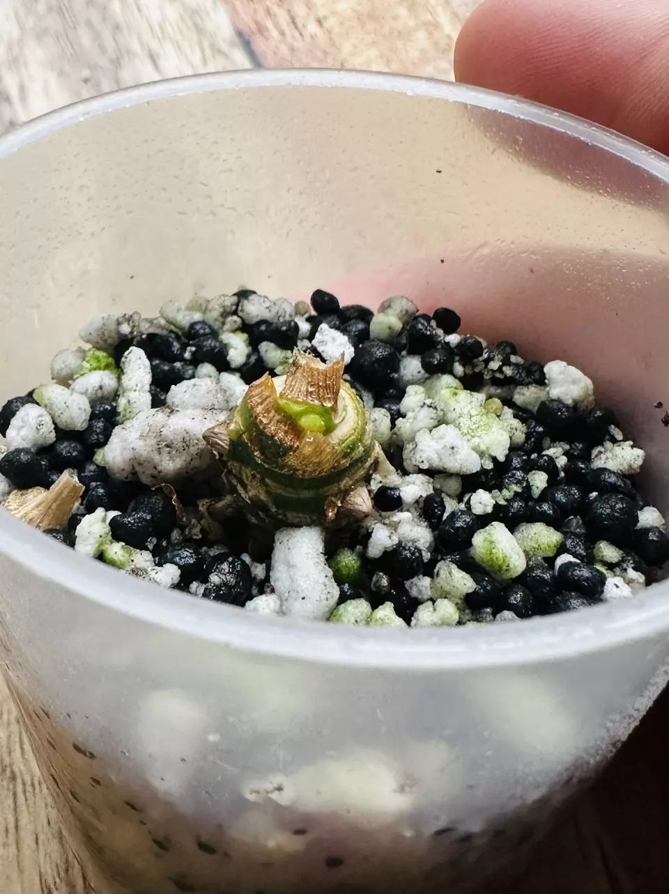 plant/Alocasia Frydek Albo Chonk-0