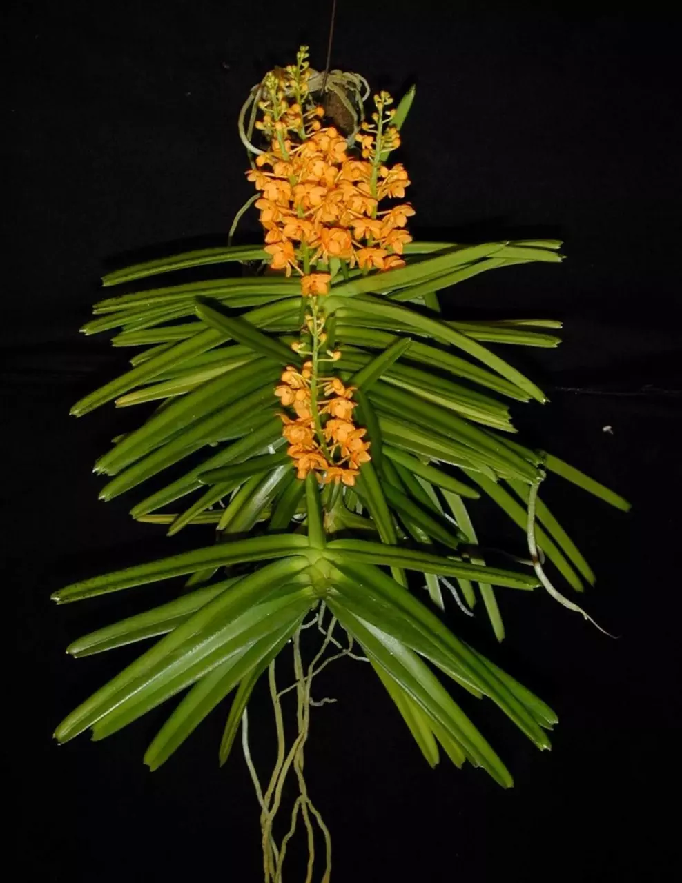 plant/vanda miniatum x sagarik gold- 7 plant specimen blooming size Vanda orchid-0