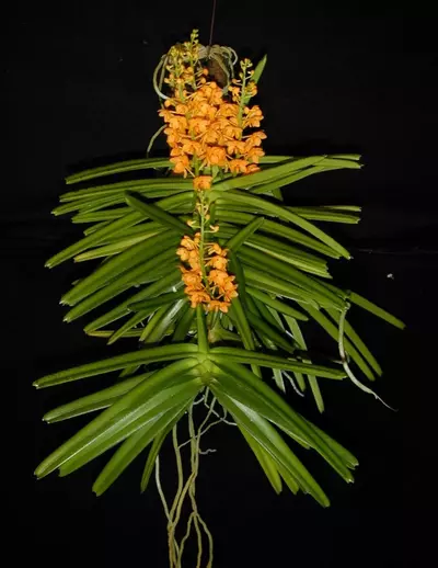 plant/vanda miniatum x sagarik gold- 7 plant specimen blooming size Vanda orchid-0-thumbnail