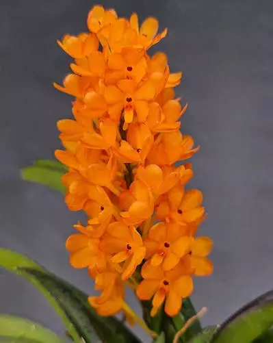 plant/vanda miniatum x sagarik gold- 7 plant specimen blooming size Vanda orchid-1