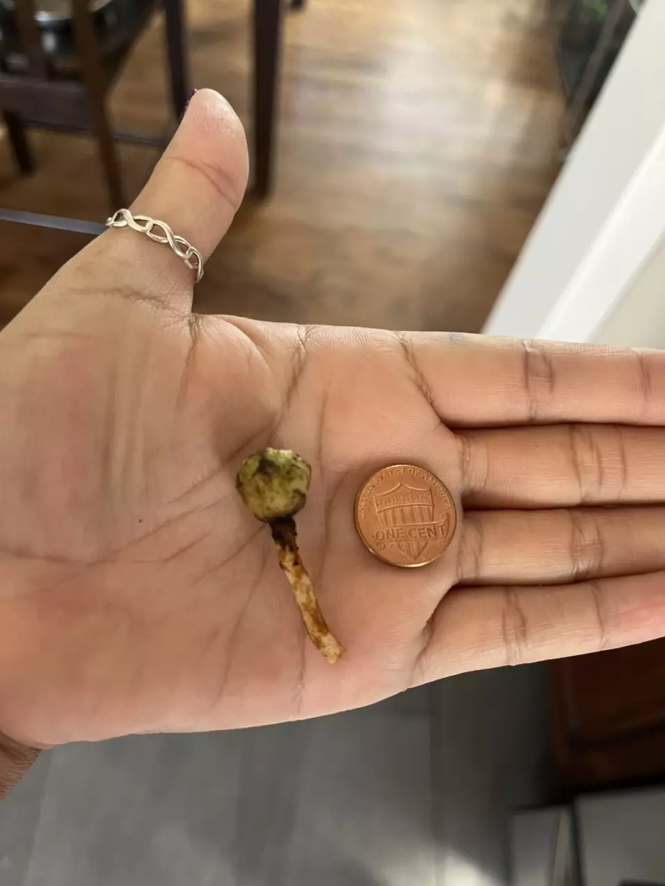 plant/Variegated Frydek CORM (A)-0