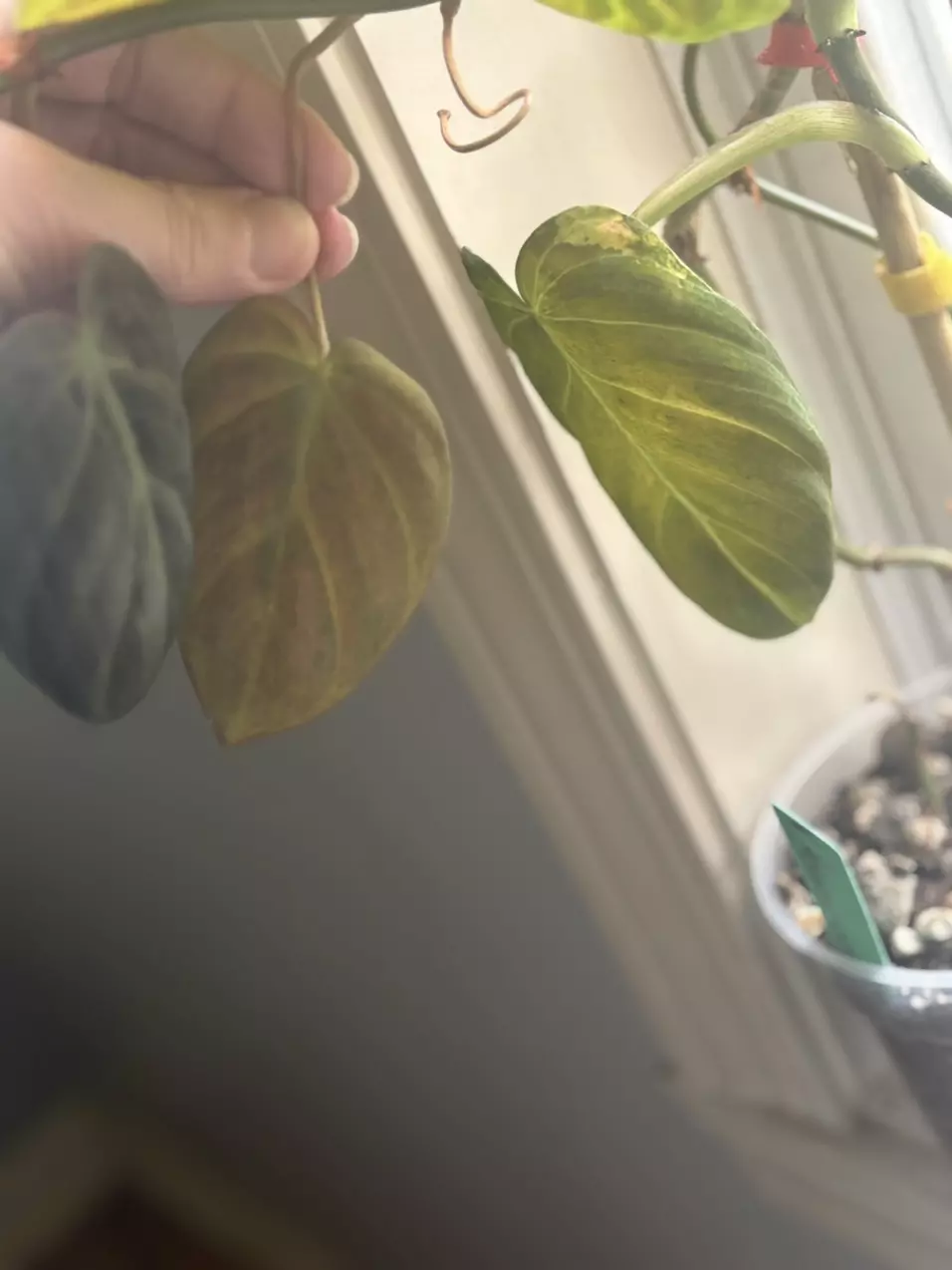 plant/Mature Var. Melano vine *reverted-3