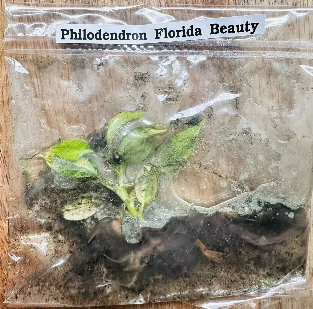plant/Florida Beauty TC *IN CHARCOAL AGAR*-0