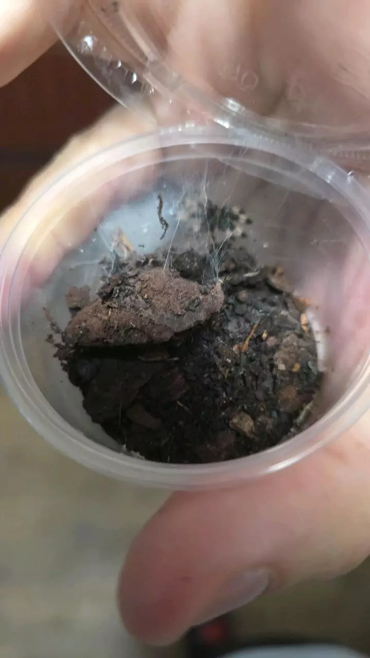 plant/Trindad Chevron (Psalmopoeus cambridgei) 1/2"-0