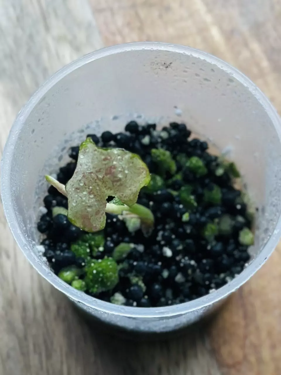 plant/Syngonium Milk Confetti-0