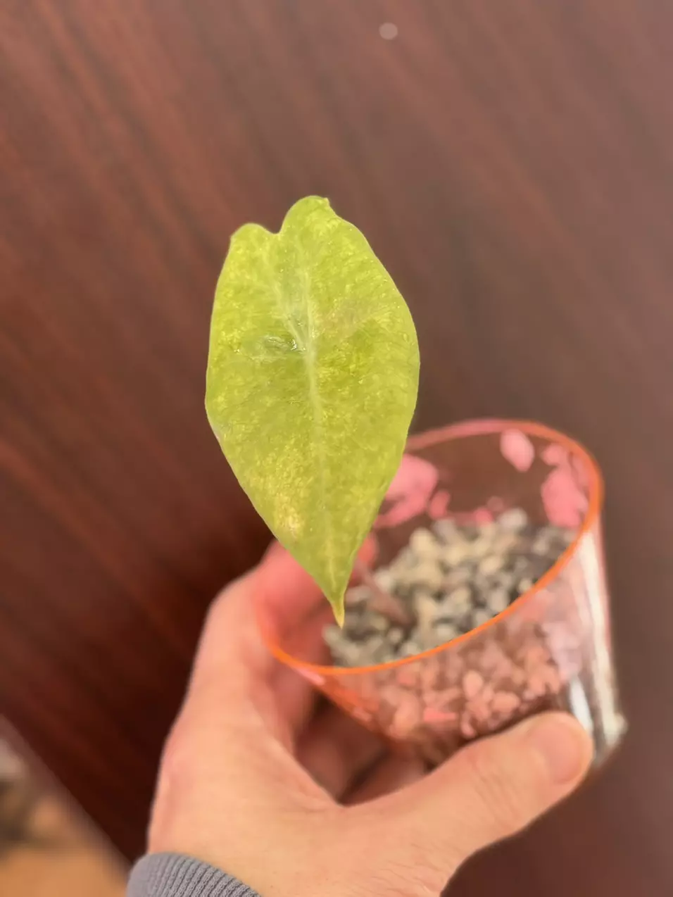 plant/Alocasia Zebrina Aurea-0