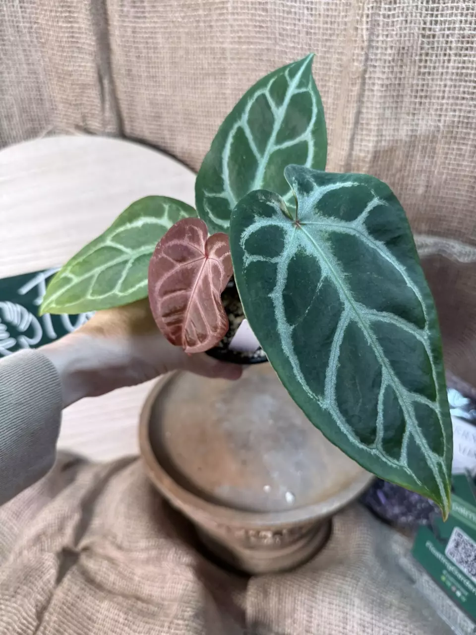 plant/A. Hellboy *Last pic is parent photo-1