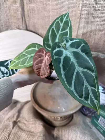 plant/A. Hellboy *Last pic is parent photo-1-thumbnail