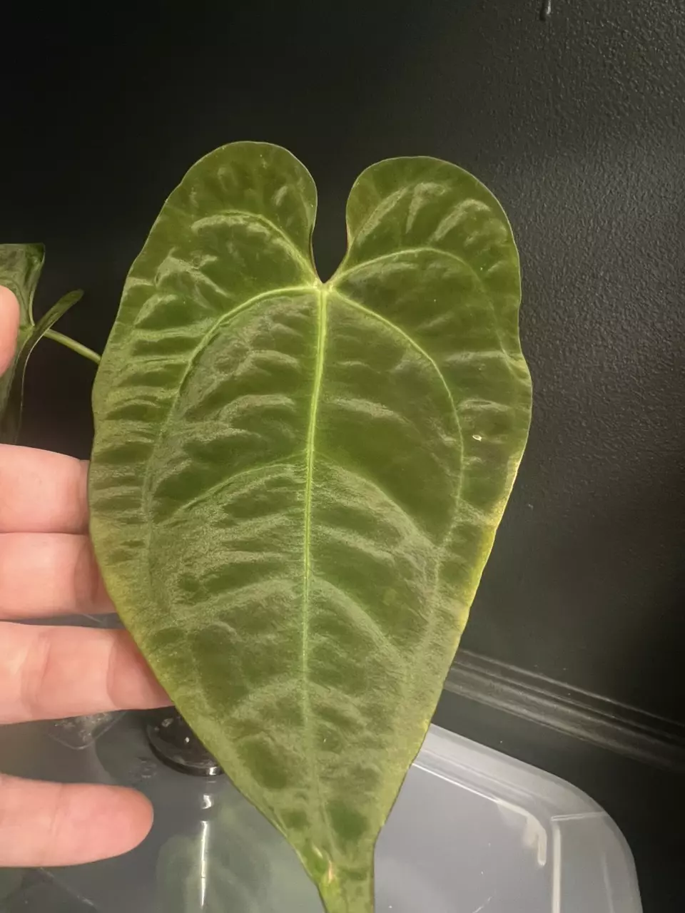 plant/Anthurium Pink lemonade x pap-0