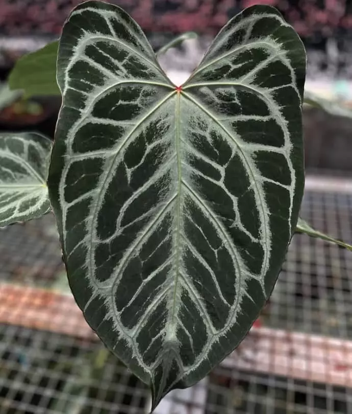 plant/A. Hellboy *Last pic is parent photo-4