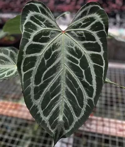 plant/A. Hellboy *Last pic is parent photo-4-thumbnail