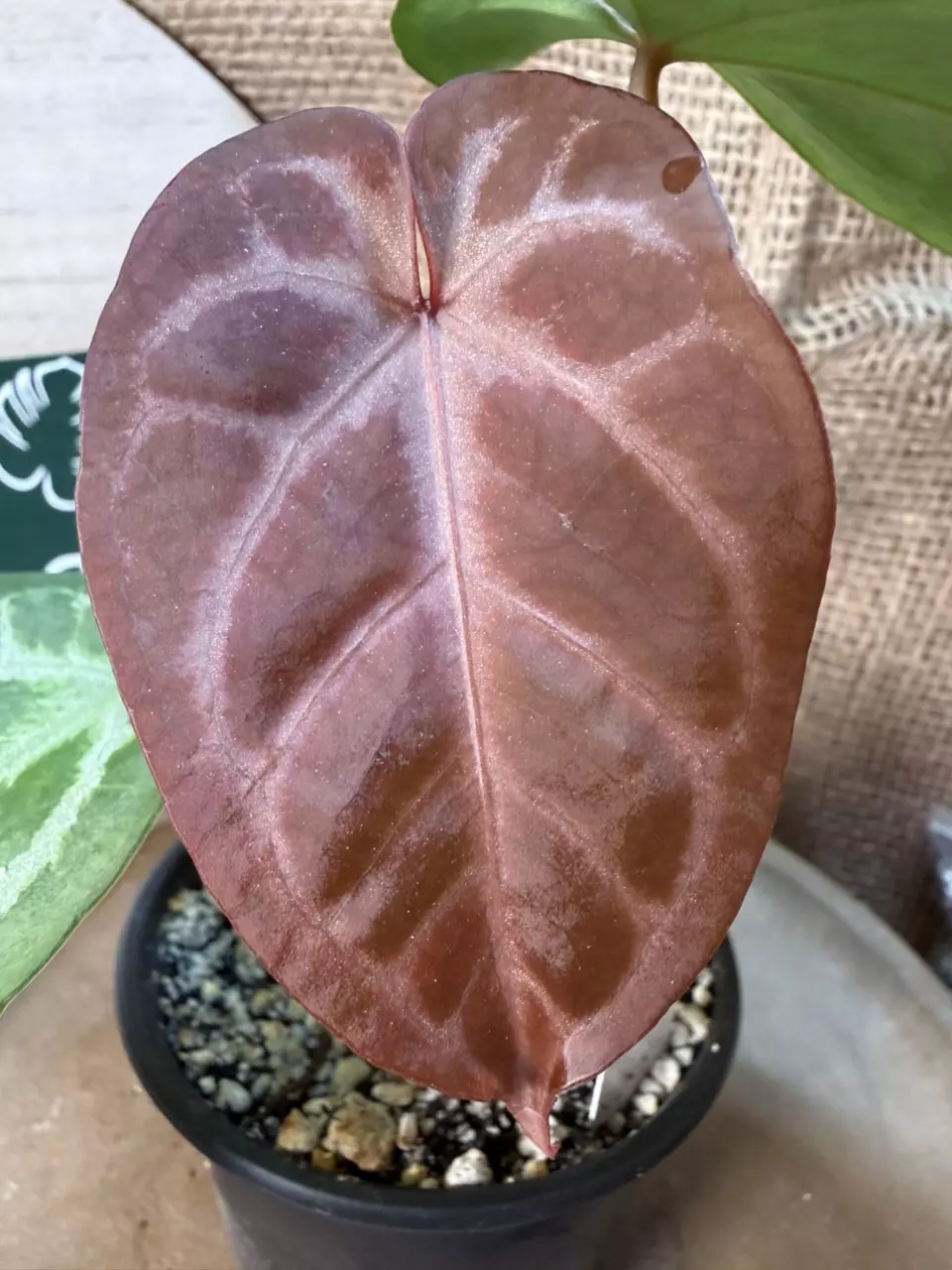 plant/A. Hellboy *Last pic is parent photo-0