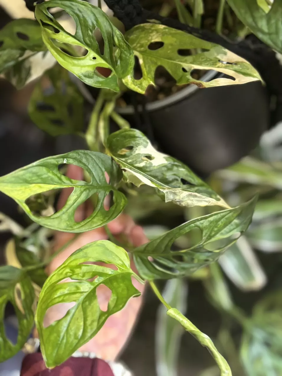 plant/Mature Monstera Adansonii Variegated-1