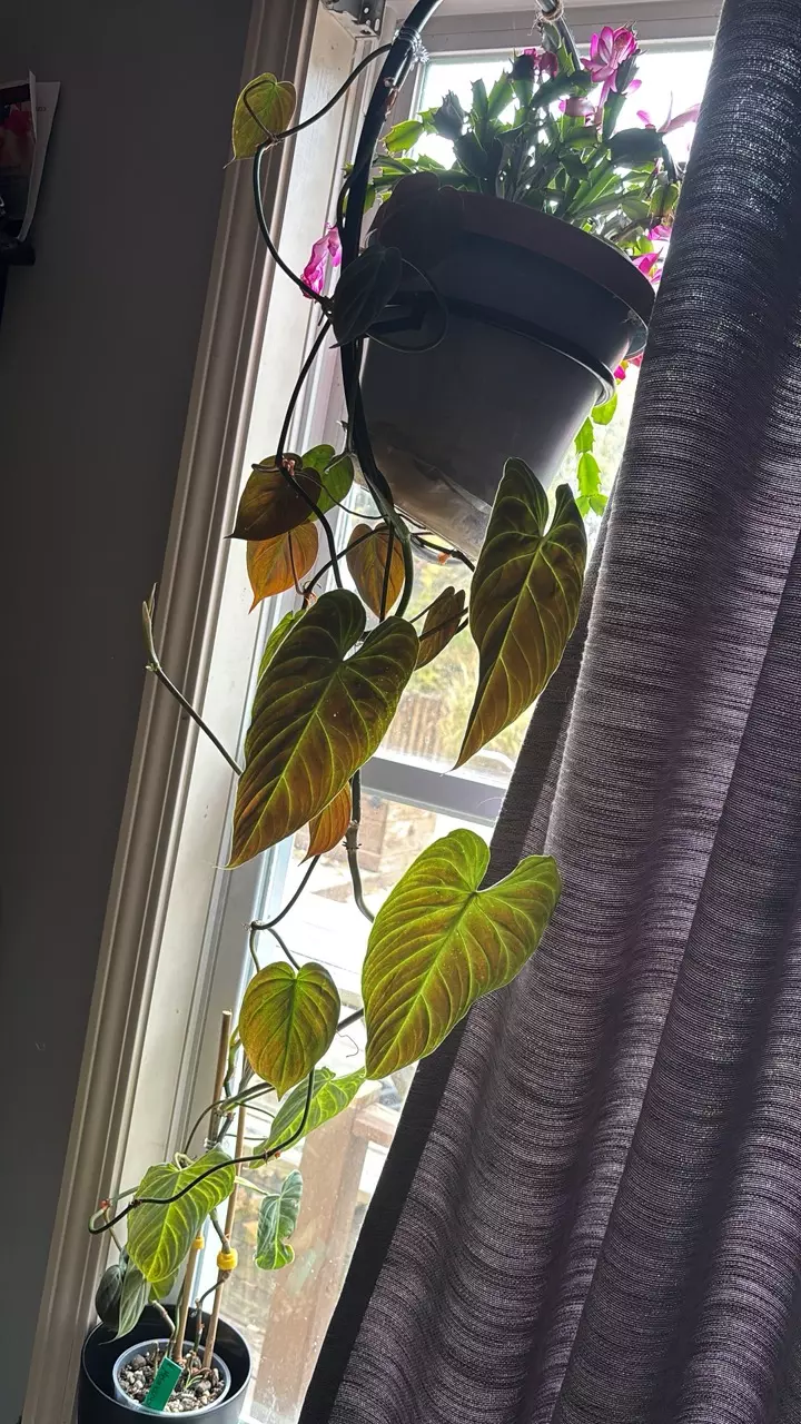 plant/Mature Var. Melano vine *reverted-1