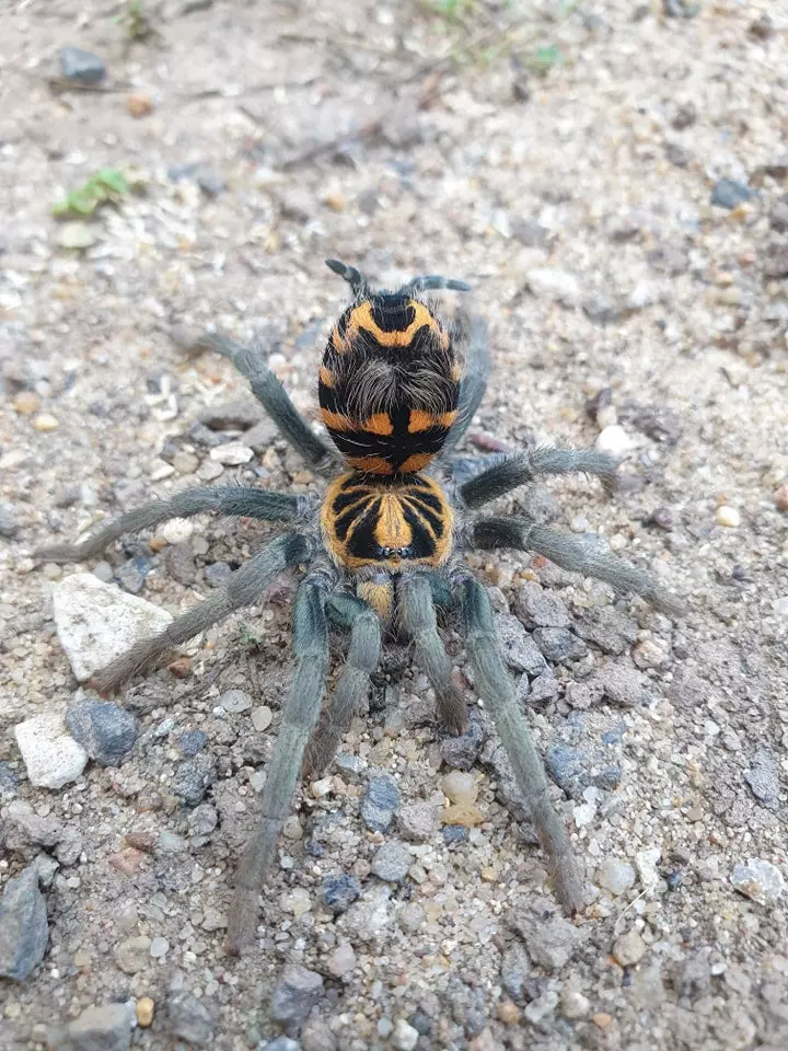 plant/$600 Retail Theraphosinae sp. 'Yasuni' (Ecuadorian Crowned Tarantula) 0.75-1"-0