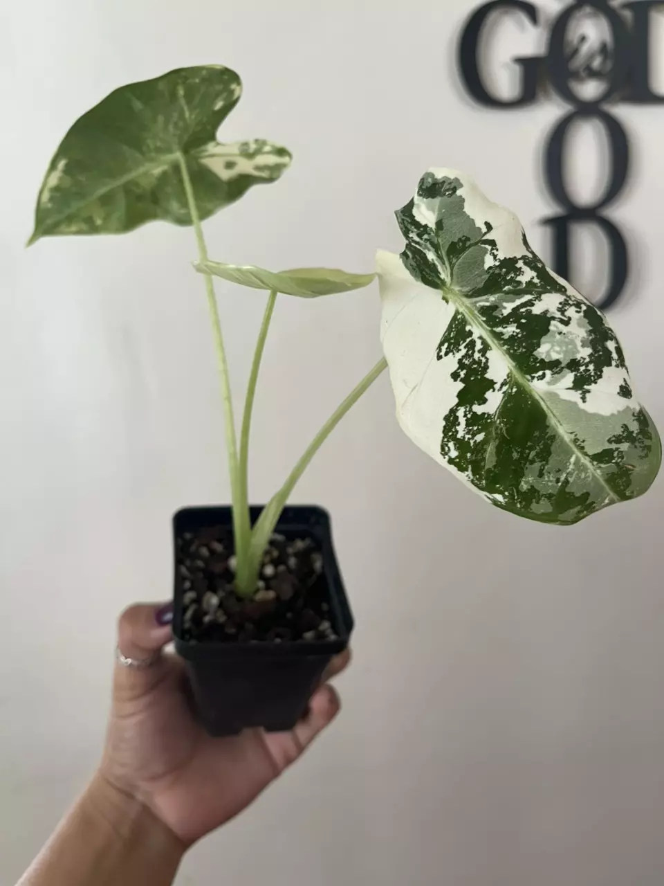 plant/Variegated Frydek-1