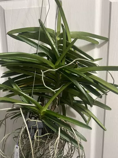 plant/vanda miniatum x sagarik gold- 7 plant specimen blooming size Vanda orchid-3-thumbnail