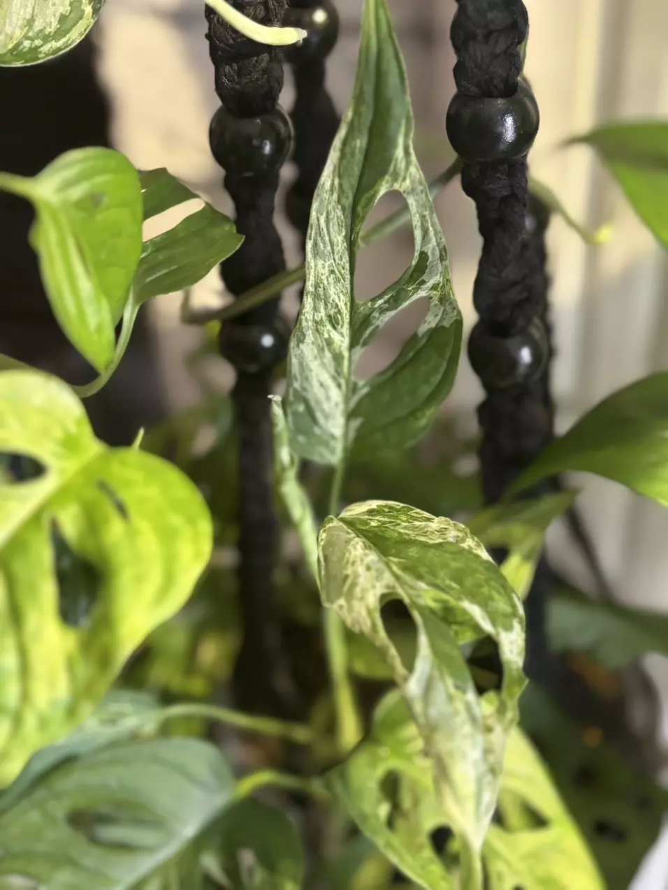 plant/Mature Monstera Adansonii Variegated-3