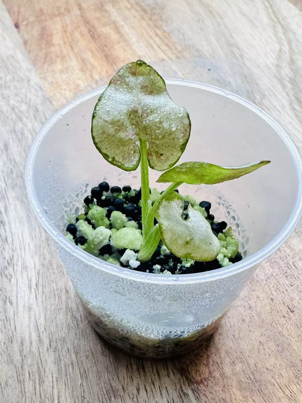 plant/Syngonium Milk Confetti-0