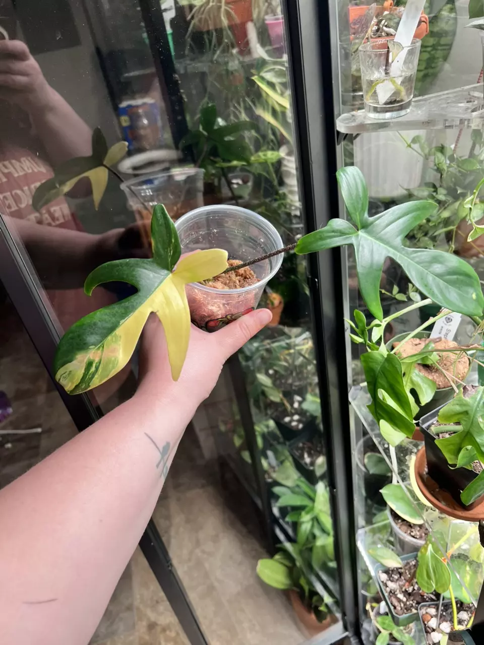 plant/Philodendron Florida Beauty-1