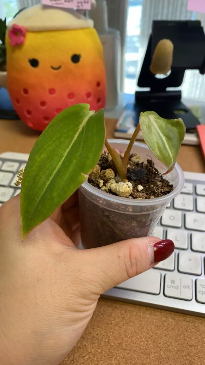 plant/Philodendron Gloriosum (dark form)-0