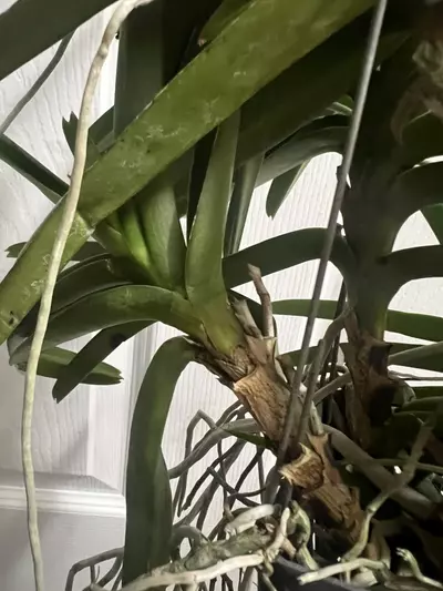 plant/vanda miniatum x sagarik gold- 7 plant specimen blooming size Vanda orchid-6-thumbnail