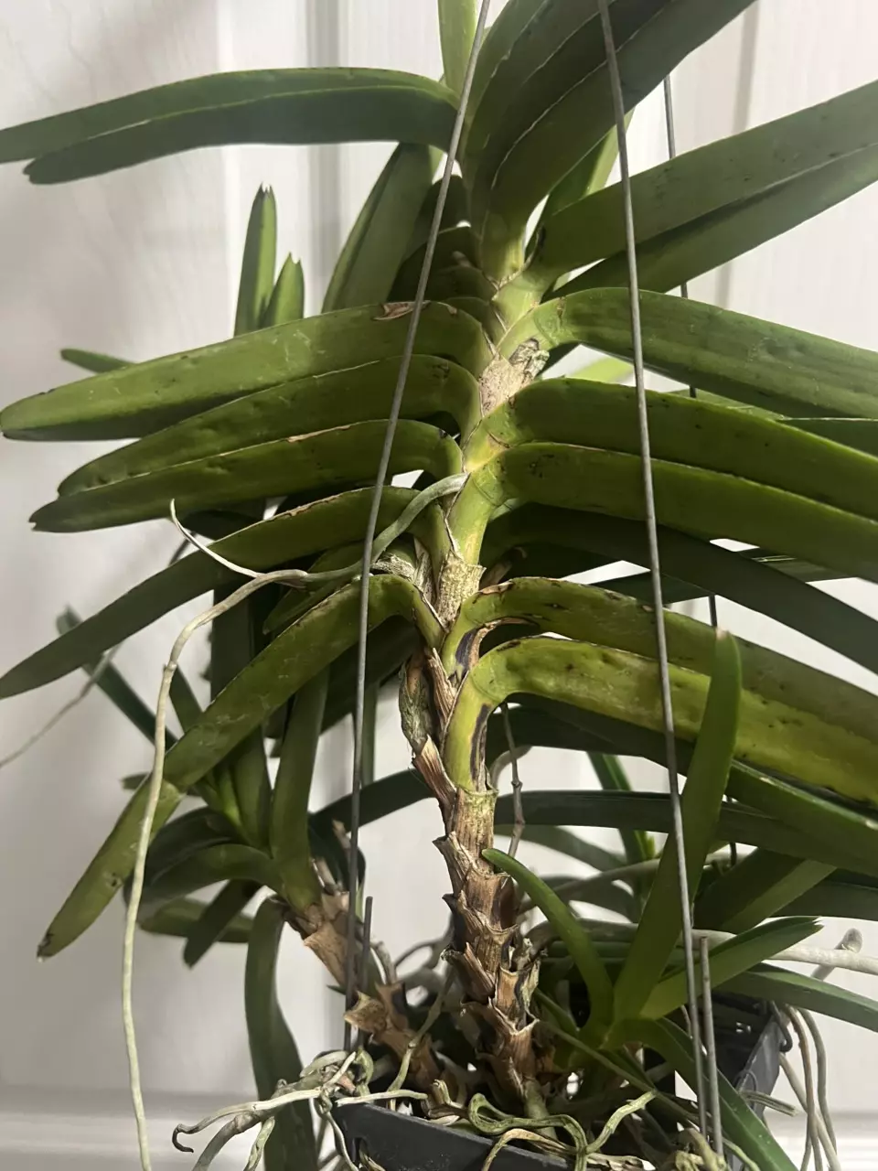 plant/vanda miniatum x sagarik gold- 7 plant specimen blooming size Vanda orchid-8