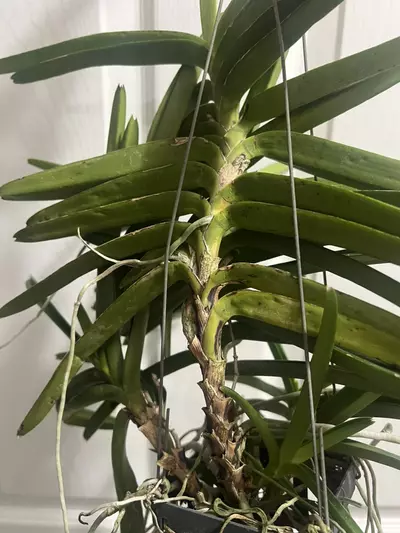 plant/vanda miniatum x sagarik gold- 7 plant specimen blooming size Vanda orchid-8-thumbnail