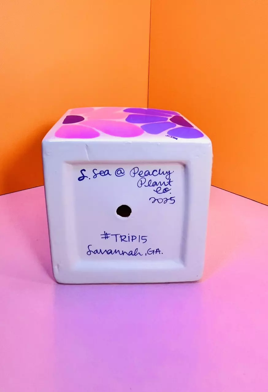 plant/Hand Painted Square Pot 4 in. | Blush Pink #TRIP15-7