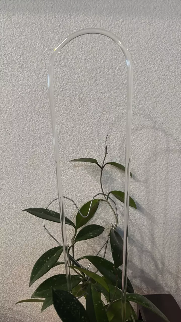 plant/Clear trellis 18”-1