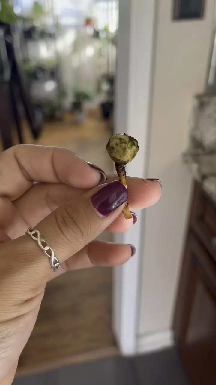 plant/Variegated Frydek CORM (A)-1