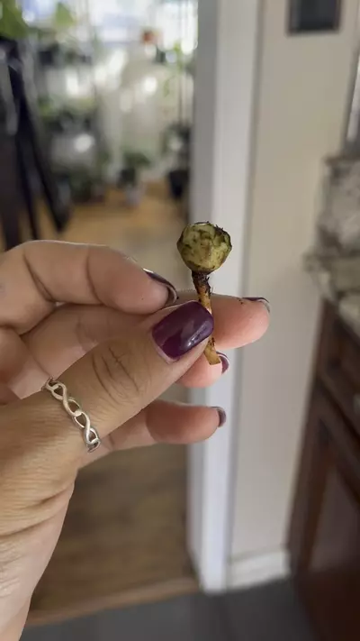 plant/Variegated Frydek CORM (A)-1-thumbnail