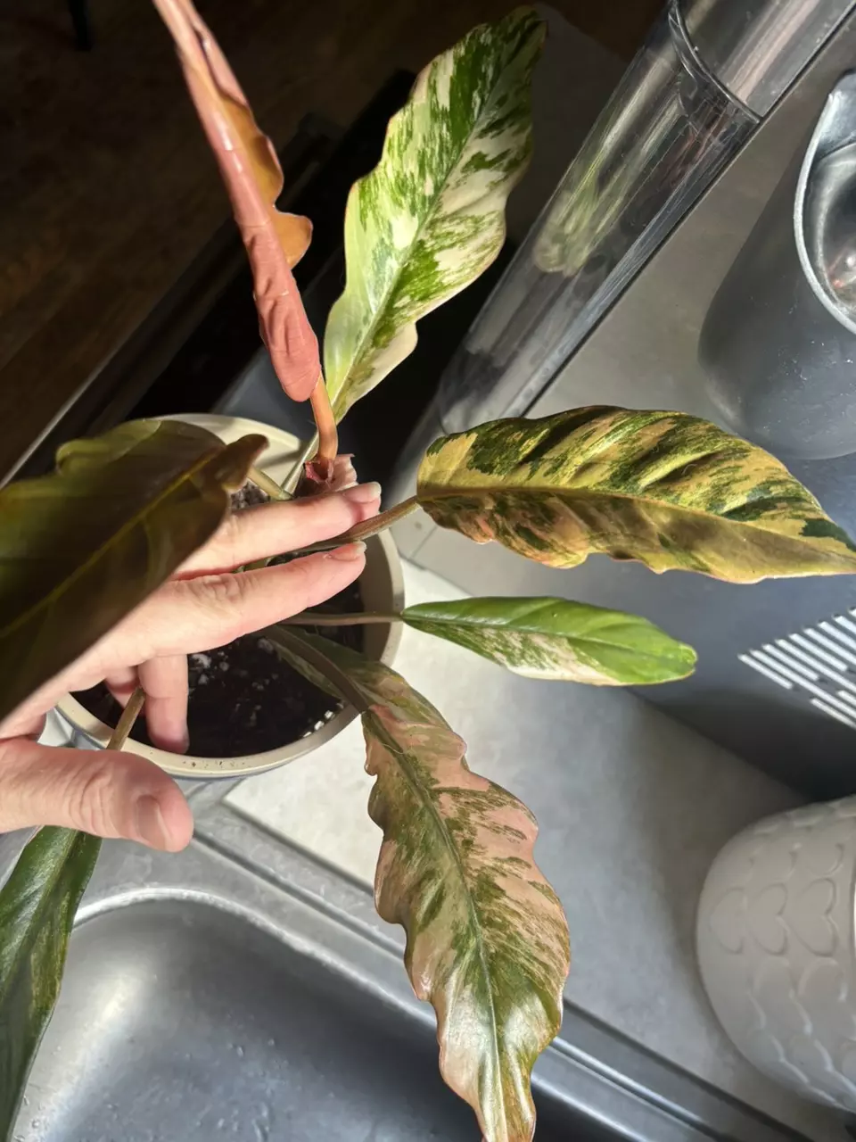 plant/Carmel Marble  x Florida Beauty Philodendron-0
