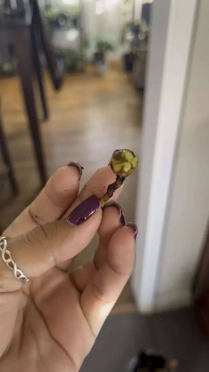 plant/Variegated Frydek CORM (B)-1