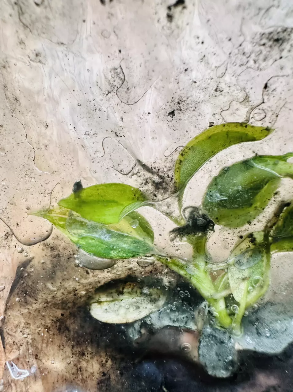 plant/Florida Beauty TC *IN CHARCOAL AGAR*-3