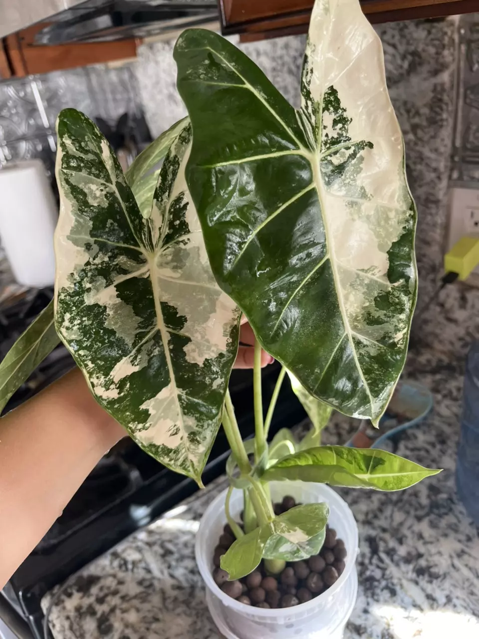 plant/Variegated Frydek CORM (C)-2