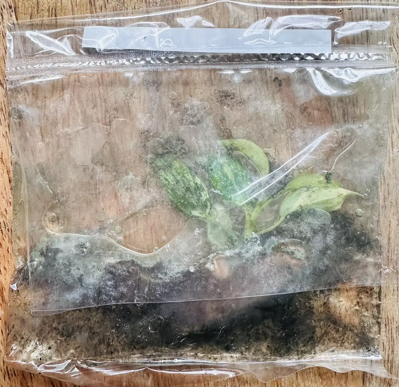 plant/Florida Beauty TC *IN CHARCOAL AGAR*-1