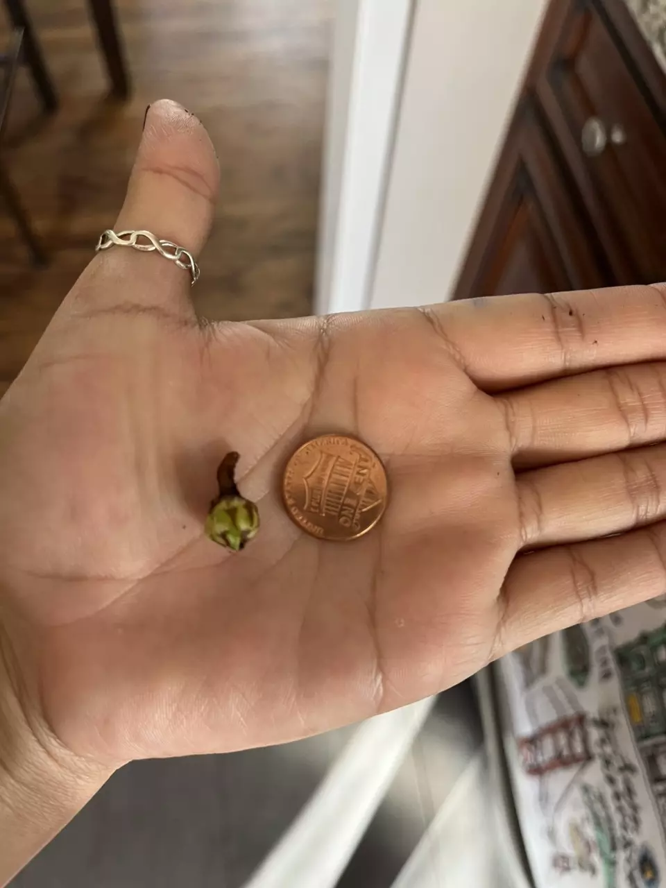 plant/Variegated Frydek CORM (C)-1