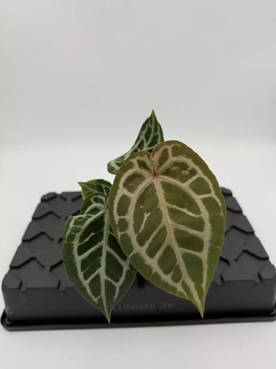 plant/Dreamweaver x Dorayaki x (Zara x Self)-0