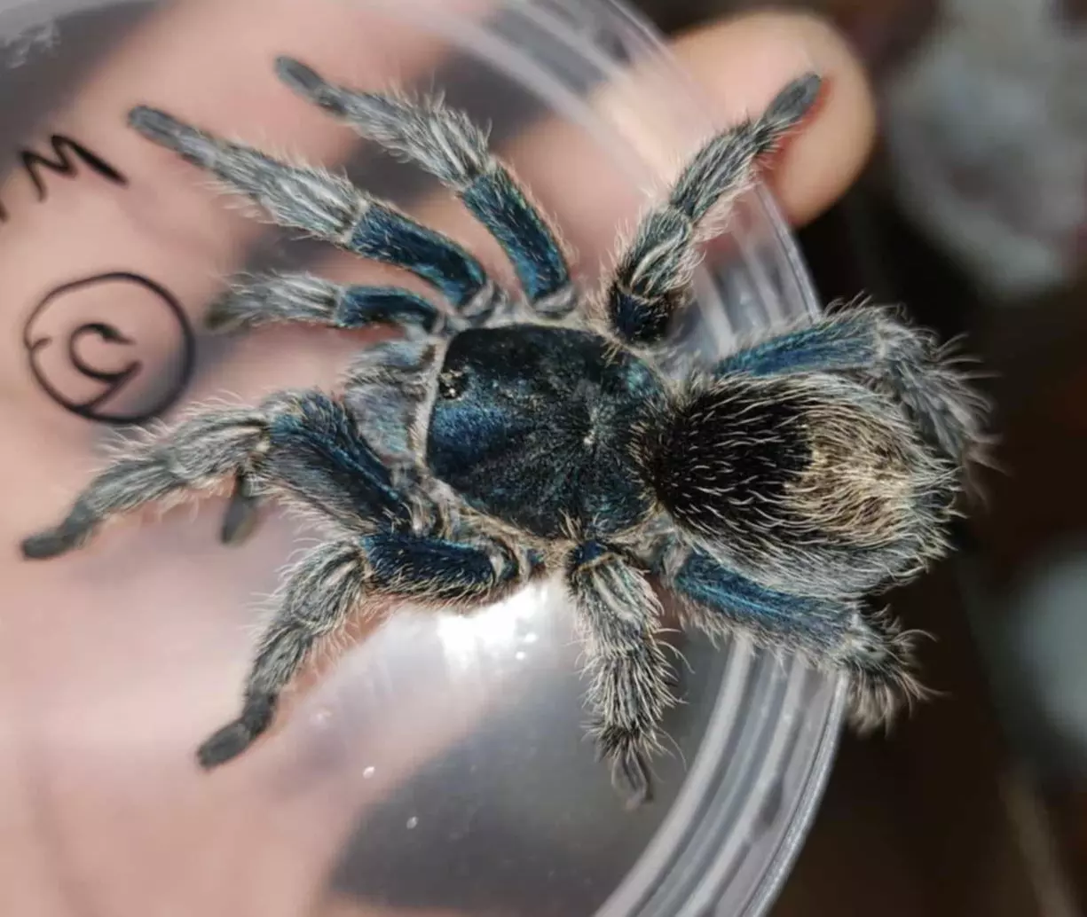 plant/$99 Retail Thrixopelma cyaneolum "Blue" (Periuvian Cobalt Tarantula) 0.75-1"-0