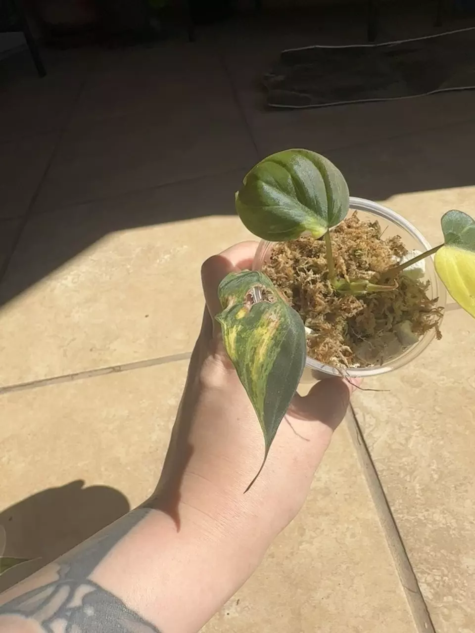 plant/Pink Ferrari Mican-0