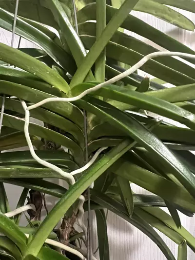 plant/vanda miniatum x sagarik gold- 7 plant specimen blooming size Vanda orchid-4-thumbnail