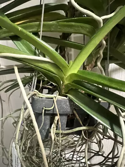 plant/vanda miniatum x sagarik gold- 7 plant specimen blooming size Vanda orchid-5-thumbnail