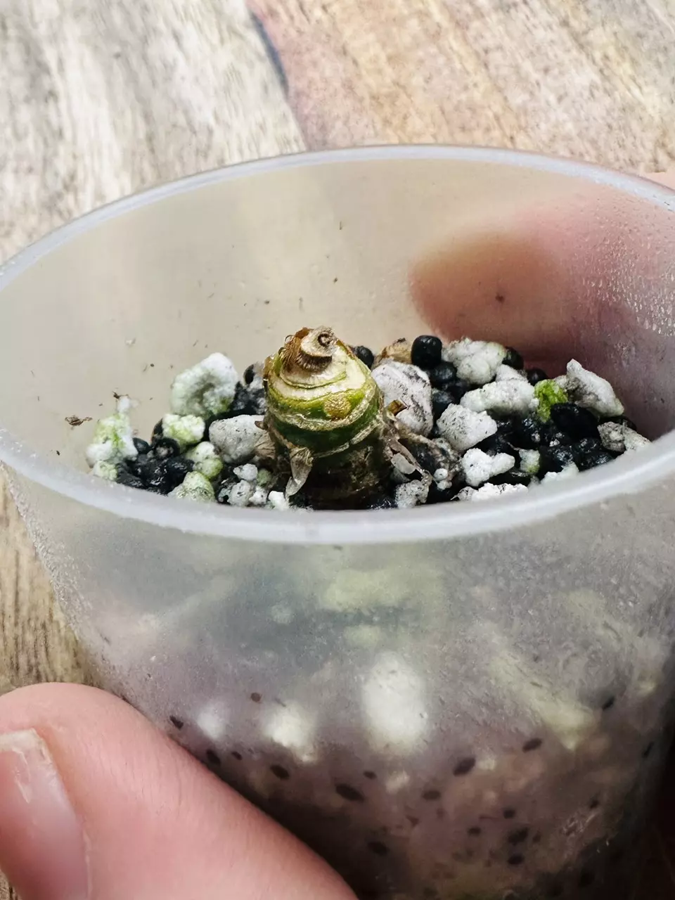 plant/Alocasia Frydek Albo Chonk-1