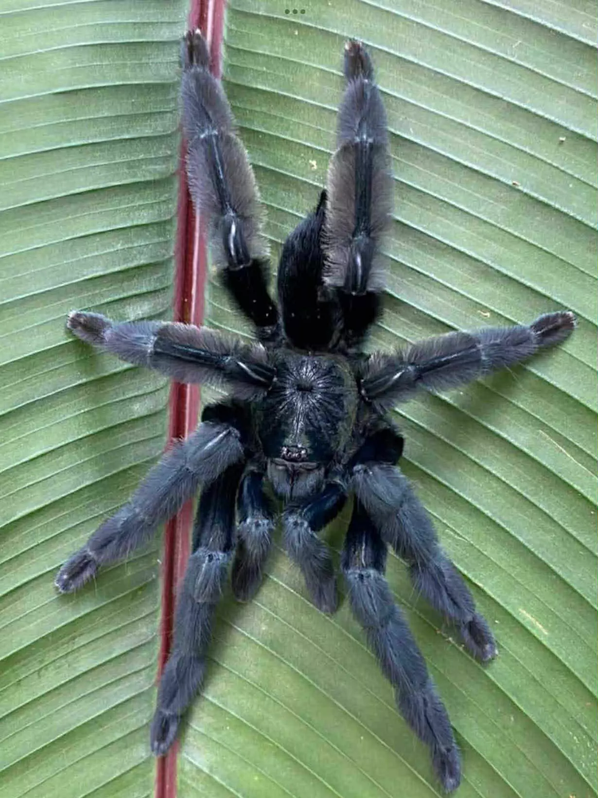 plant/$250 Retail Psalmopoeus sp 'Tononegro' Tarantula 0.5-0.75" *NEW SPECIES*-0