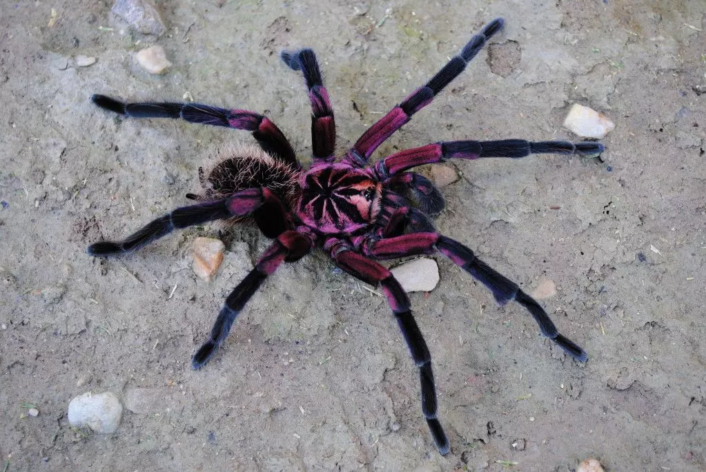 plant/$299 Retail Xenesthis sp. 'Bright' (Bright Beauty Bird Eater Tarantula) 2"+-0