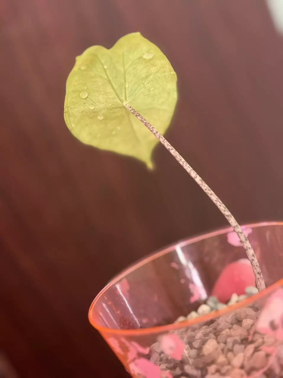 plant/Alocasia Zebrina Aurea-1