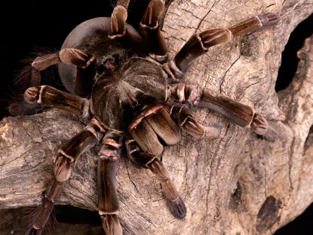 plant/$150 Retail Theraphosa stirmi (Burgundy Bird Eater Tarantula) 1-1.5"-0